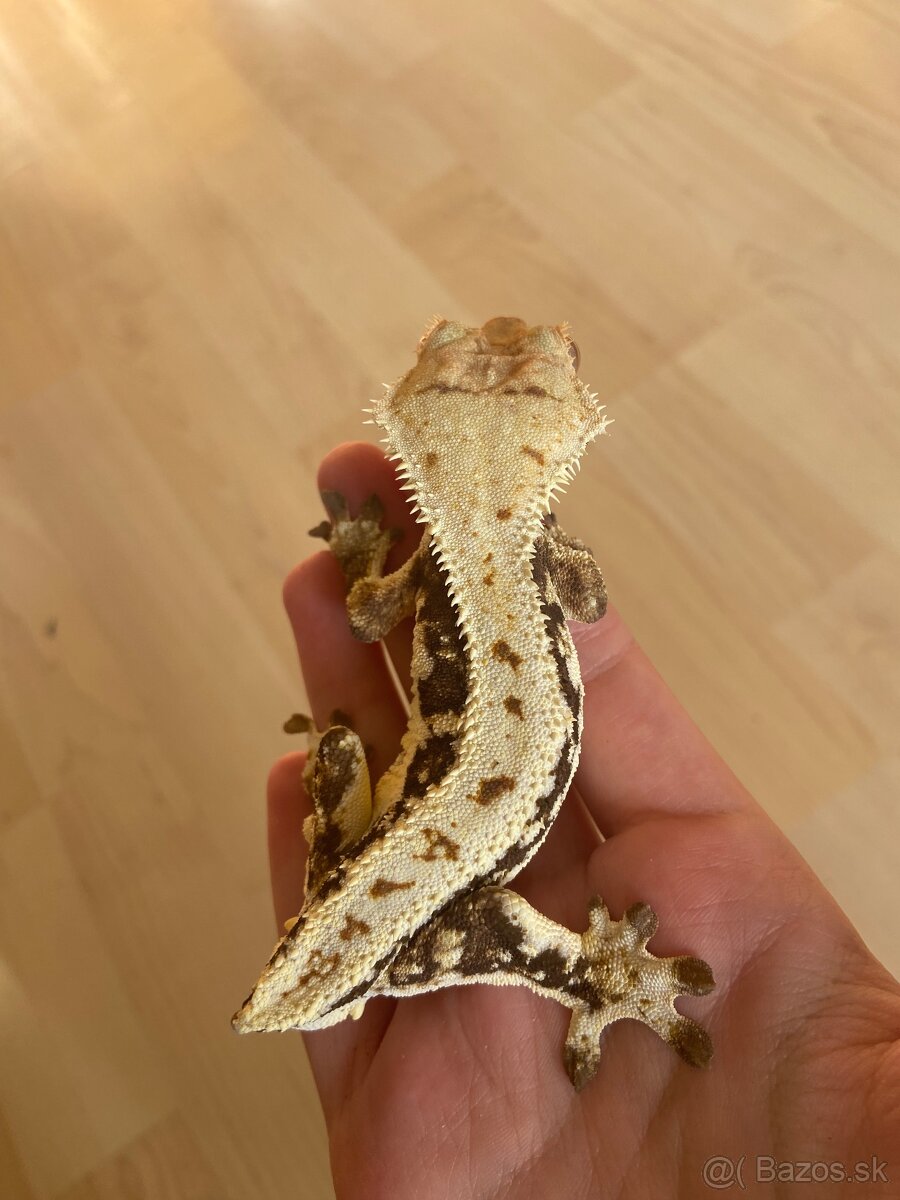 Predám chovného LW samca - 2