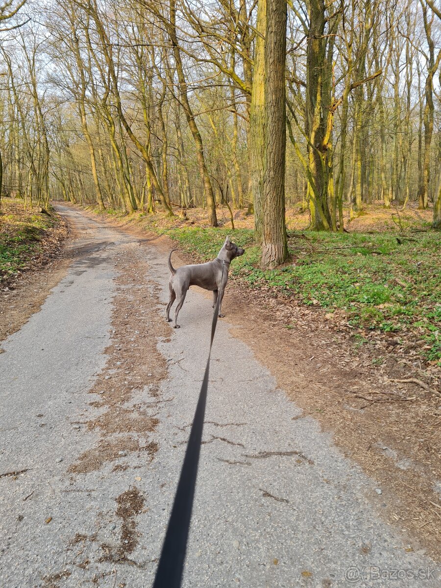 Ponuka psa na krytie - 2