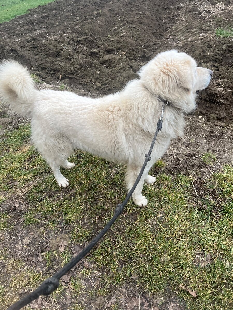 Slovenský čuvač - 2