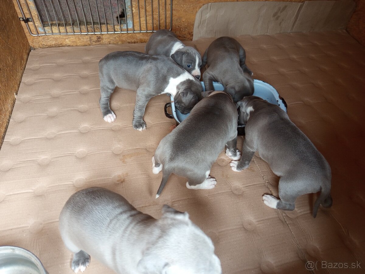 Americký stafordshirský teriér modrý - 2