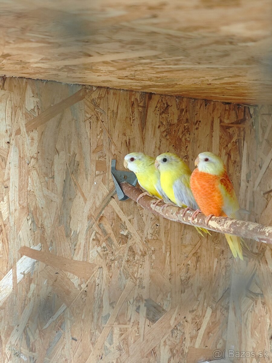 Neofema modrohlava - 2