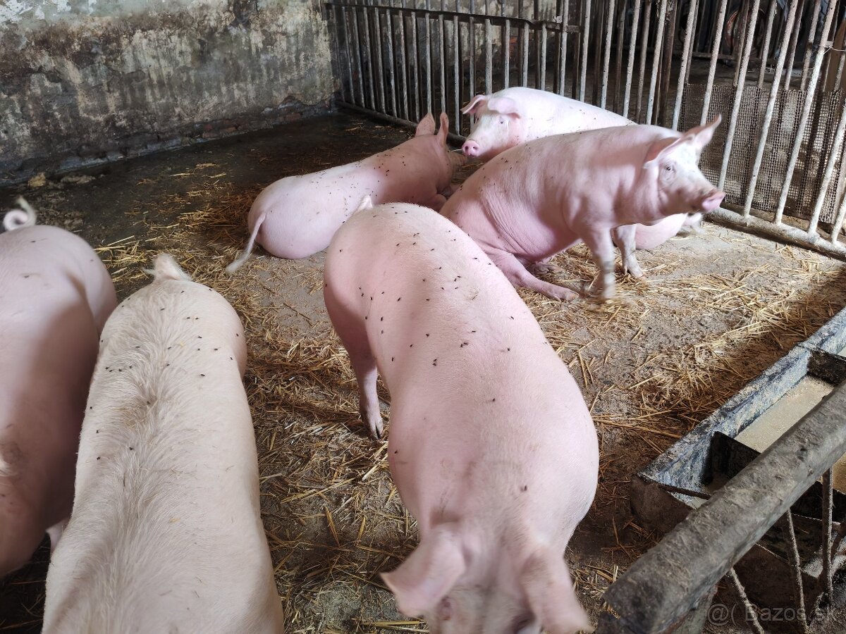Predám prásata - 2