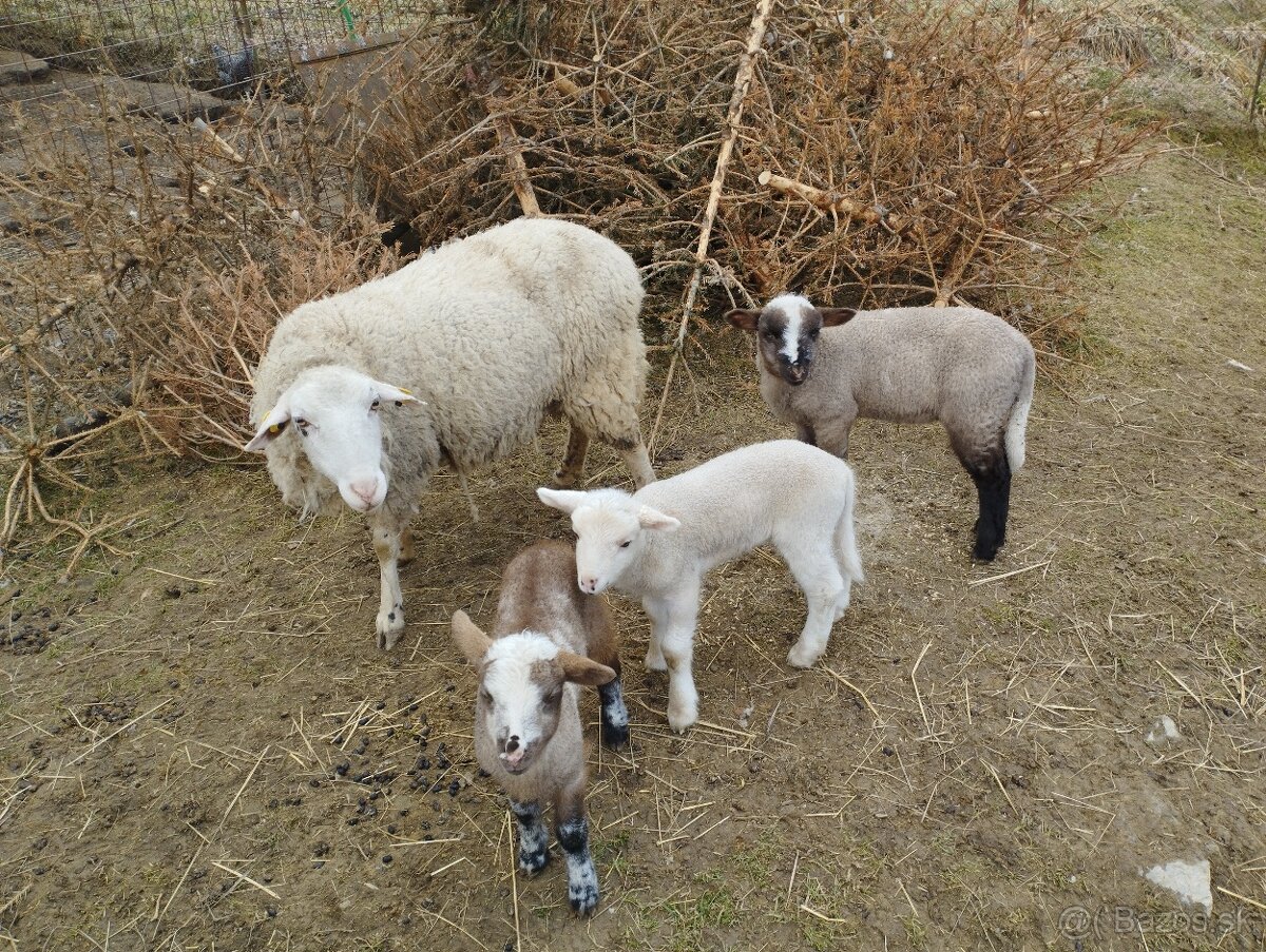 Predám ovce a jahňatá. - 2