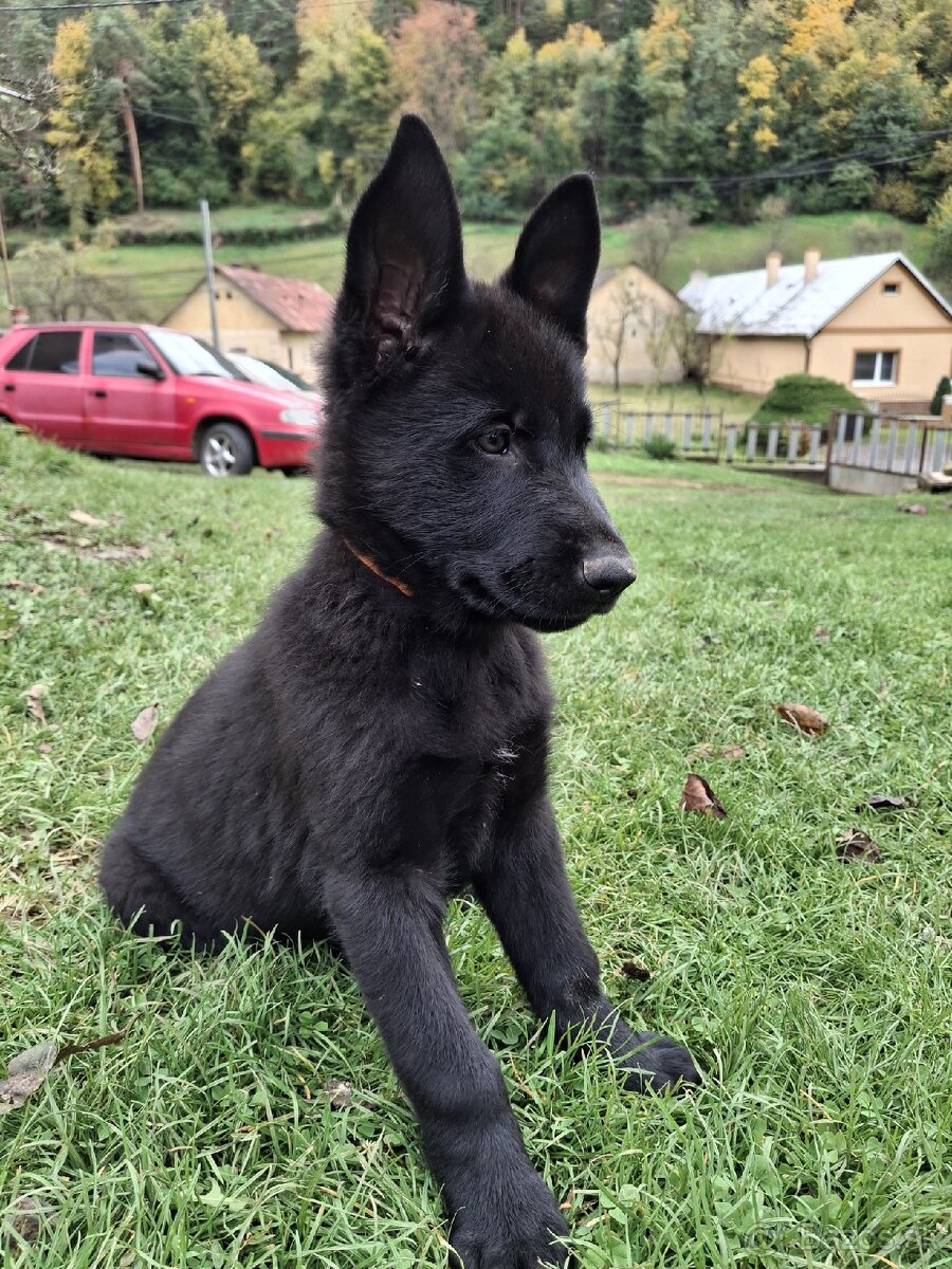Nemecký x Belgický ovčiak - 2