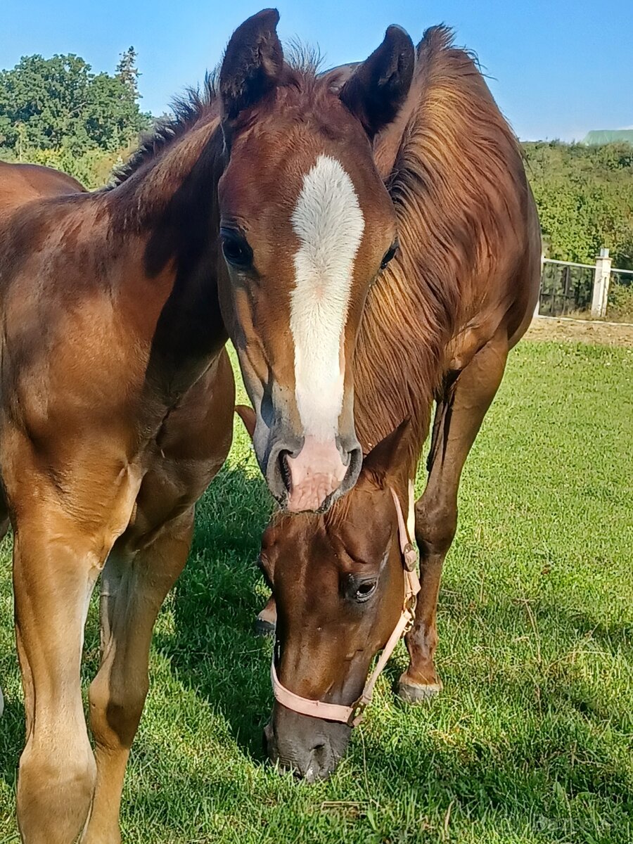 Klisnička Quarter horse - 2