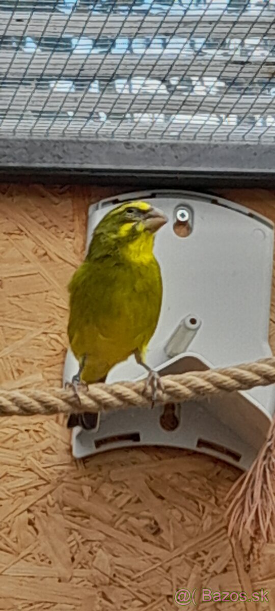 Kanare a zvonohlik - 2