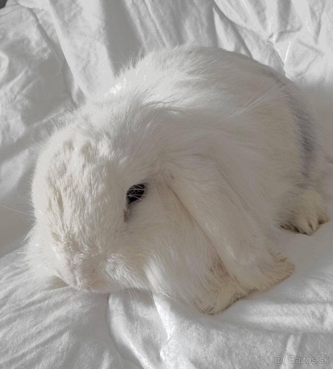 Minilop Teddy Samička s VP - 2