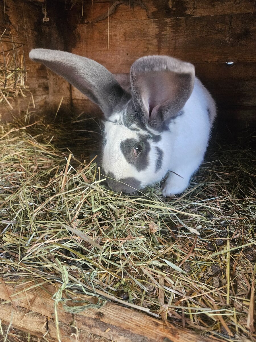 Ponúkam na predaj - 2