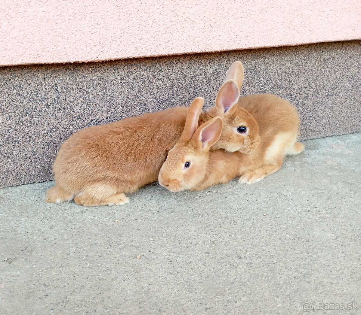Burgundsky králik - 2