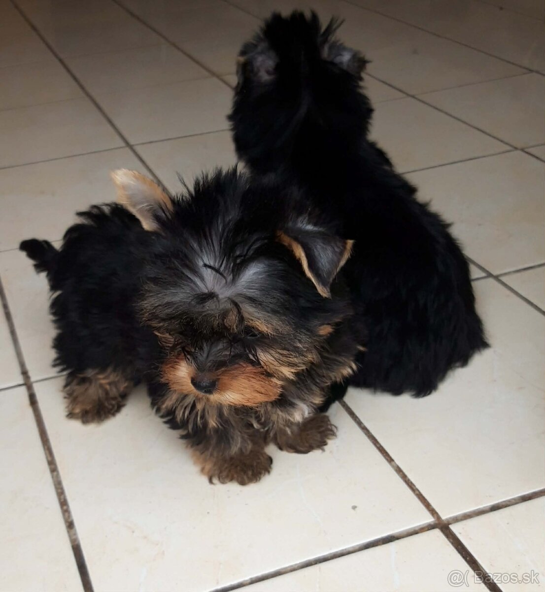 Yorshirský terier-šteniatka - 2