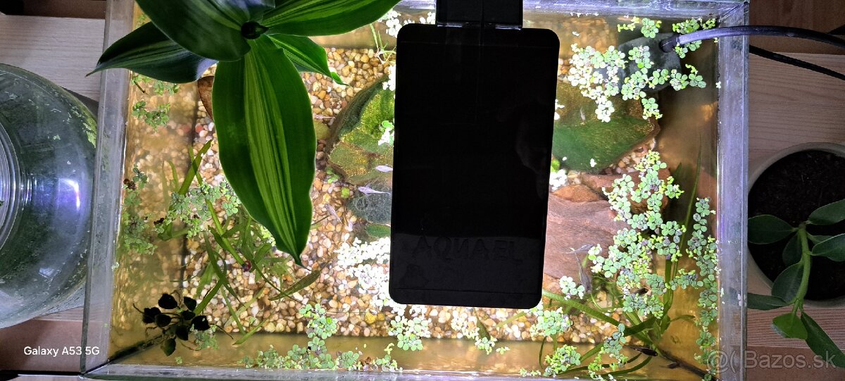 Predávam akvarium aj s rybami aj pre začiatočnikou - 2
