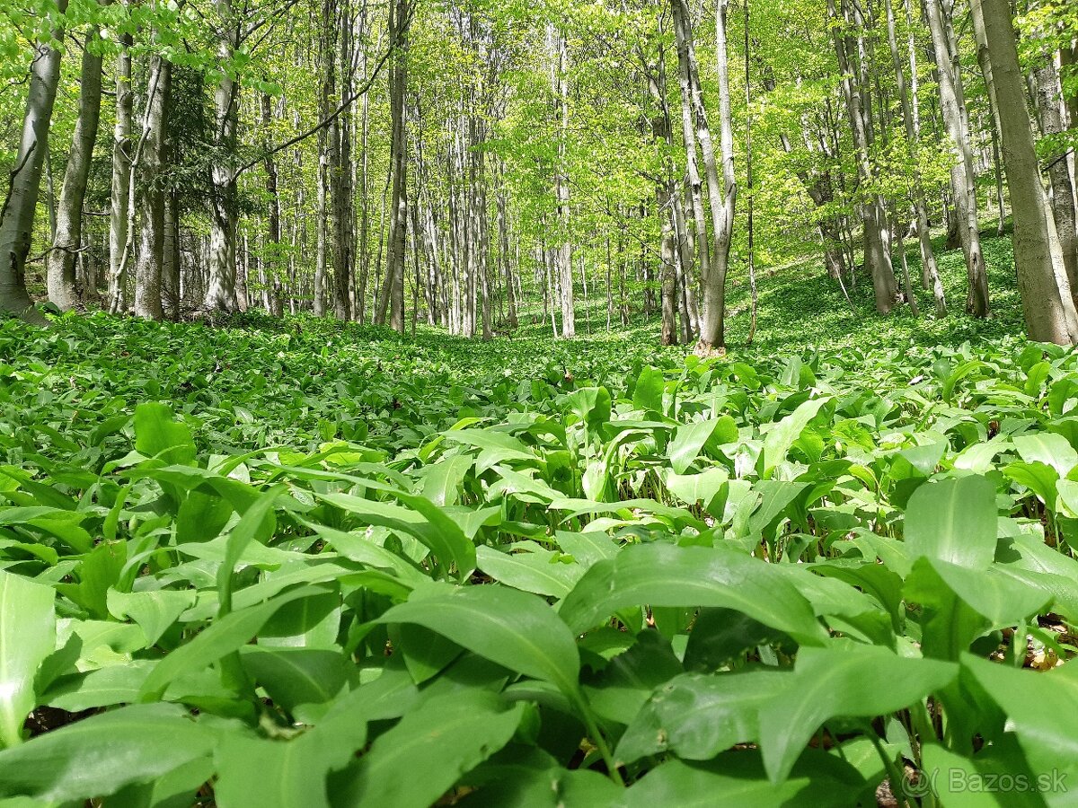 Pesto medvedí cesnak - 2