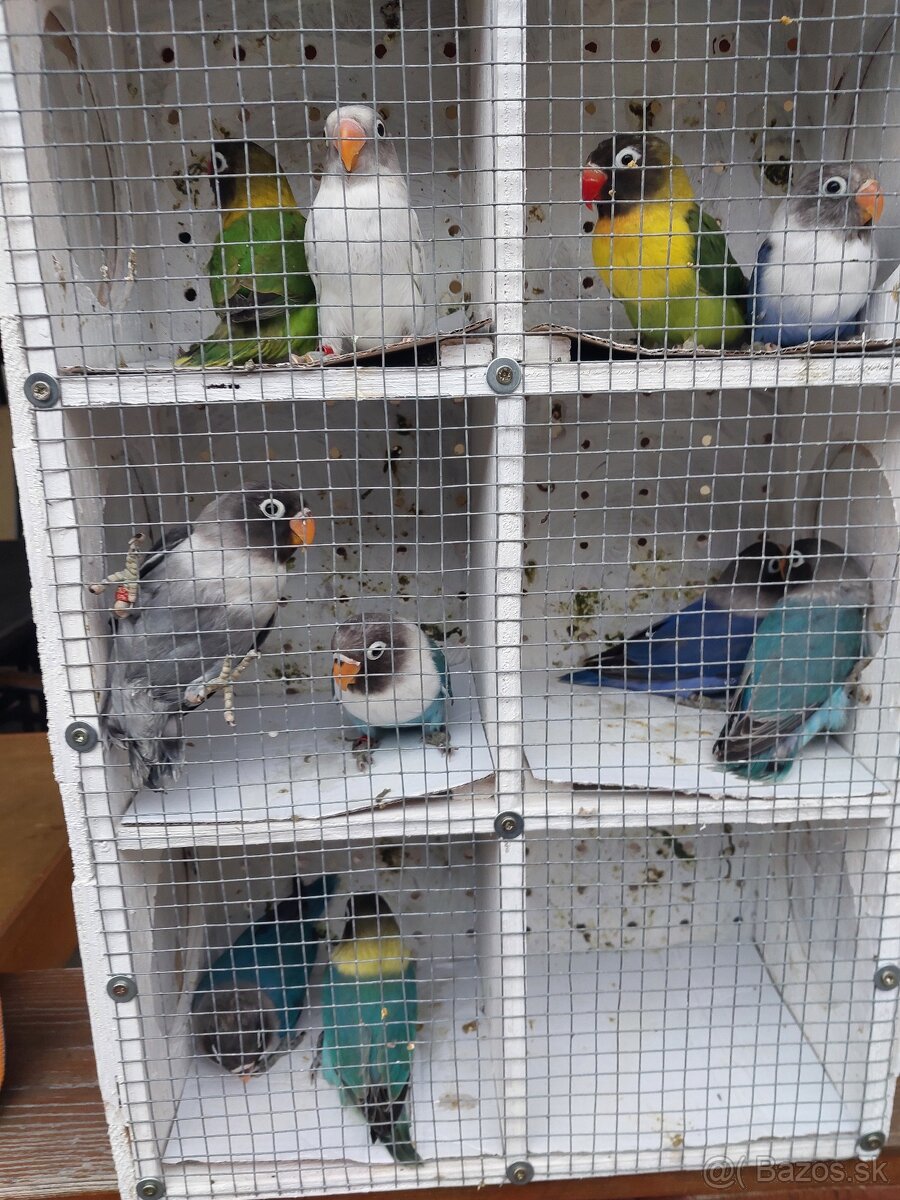 Predam agapornis - 2