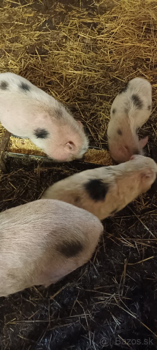 Gottingenske prasiatka - 2