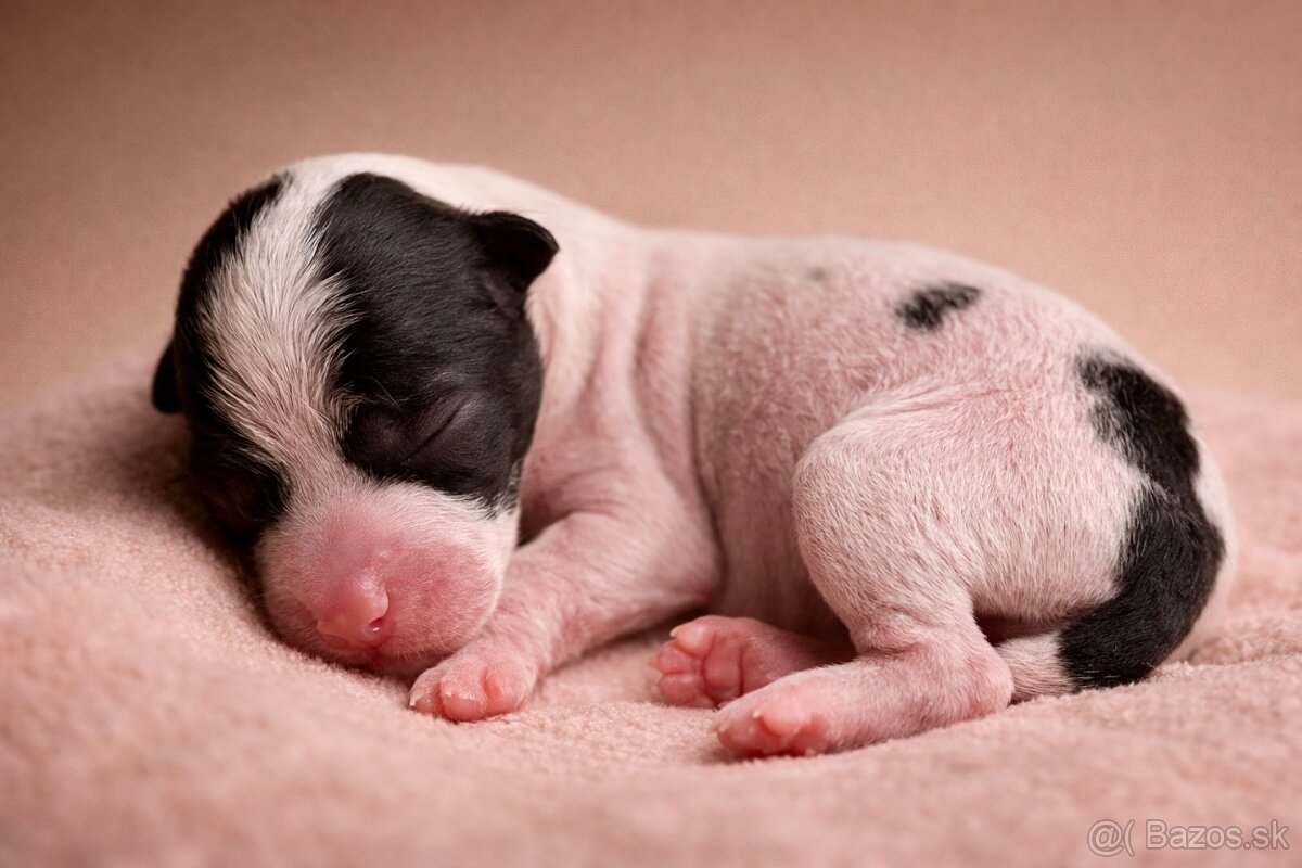 Čínsky chocholatý pes s PP - 2