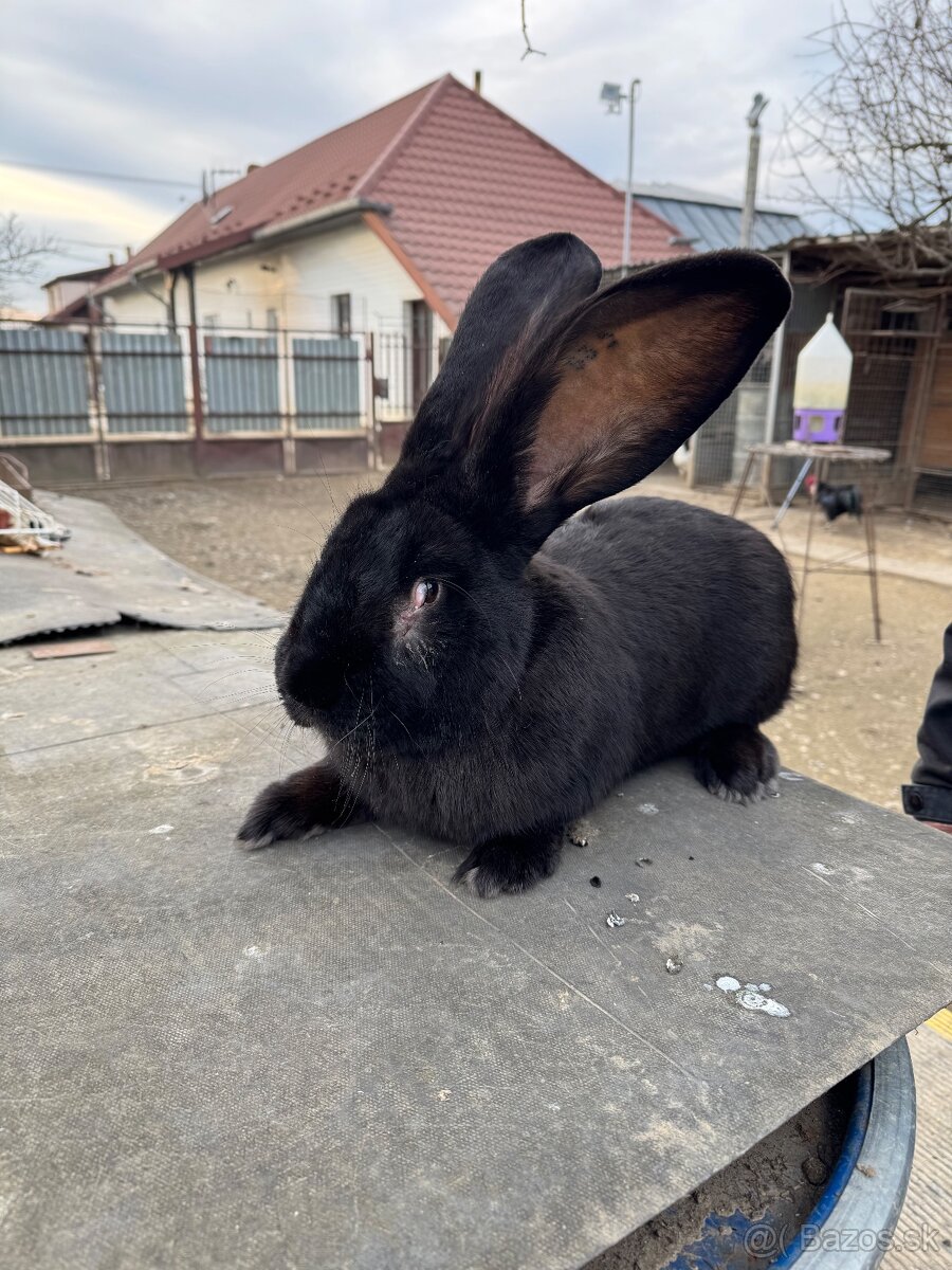 Belgický obor - čierny, albín - 2