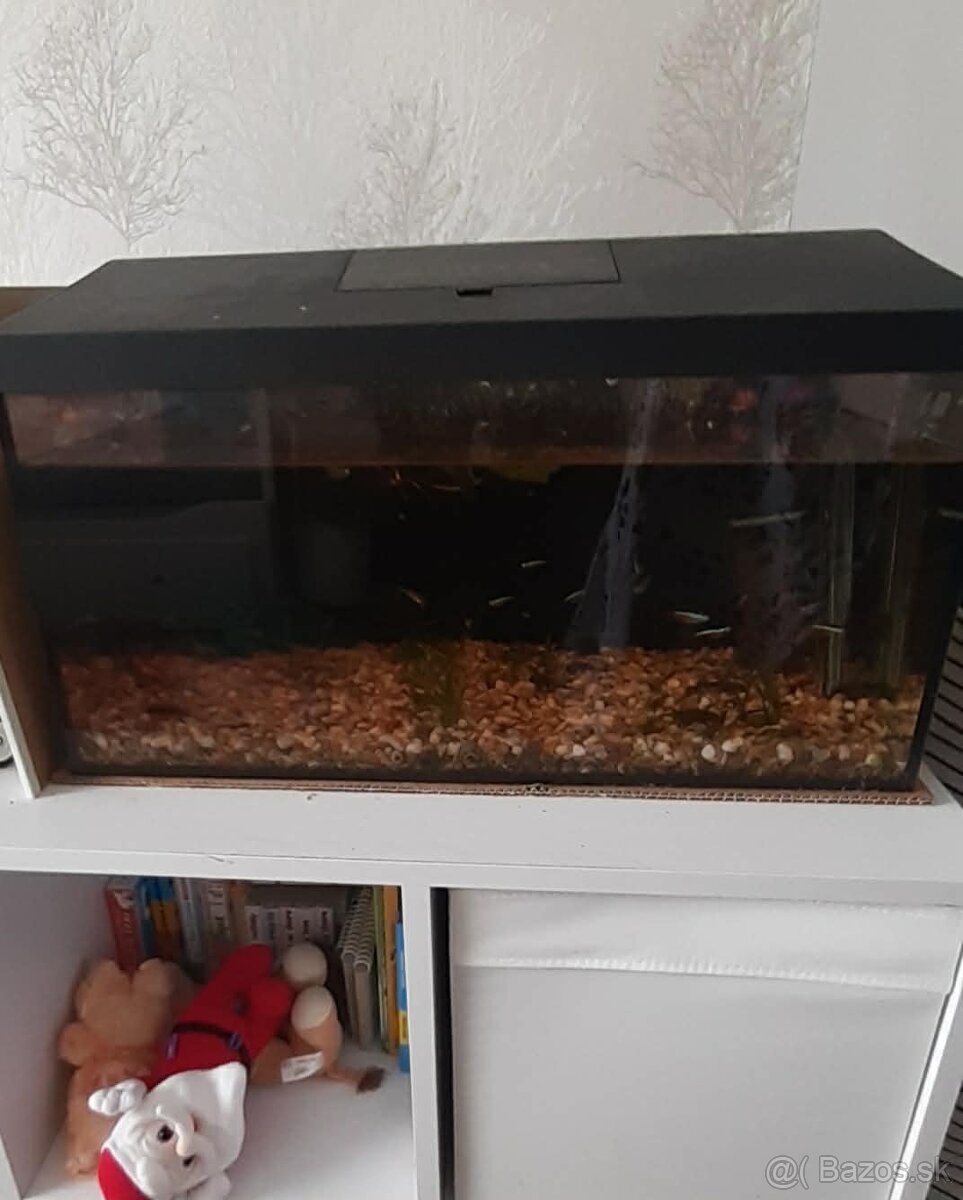 Akvarium - 2