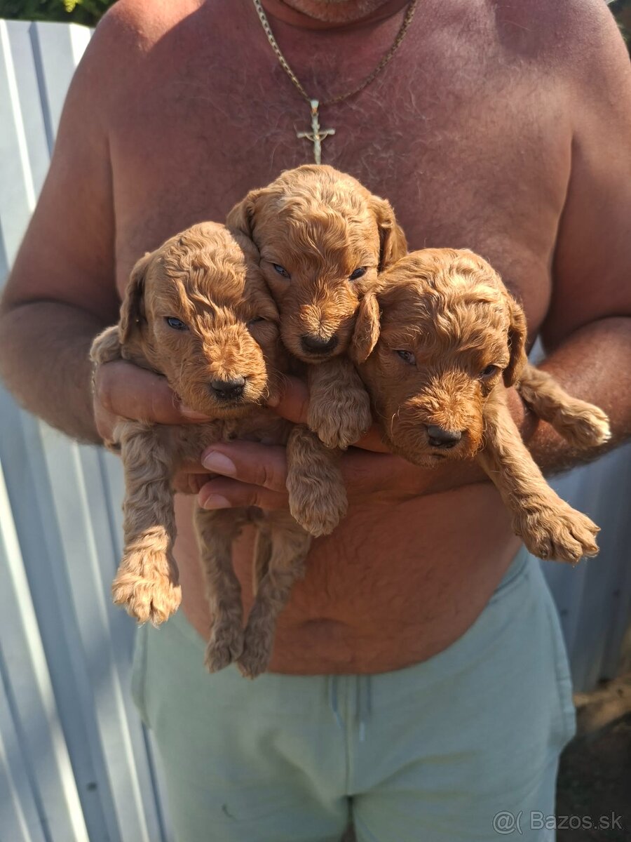 Goldendoodle - 2
