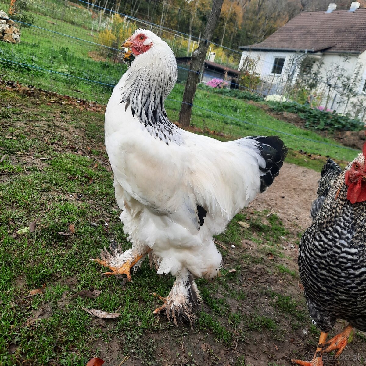 Brahmanka veľká biela- Columbia - 2