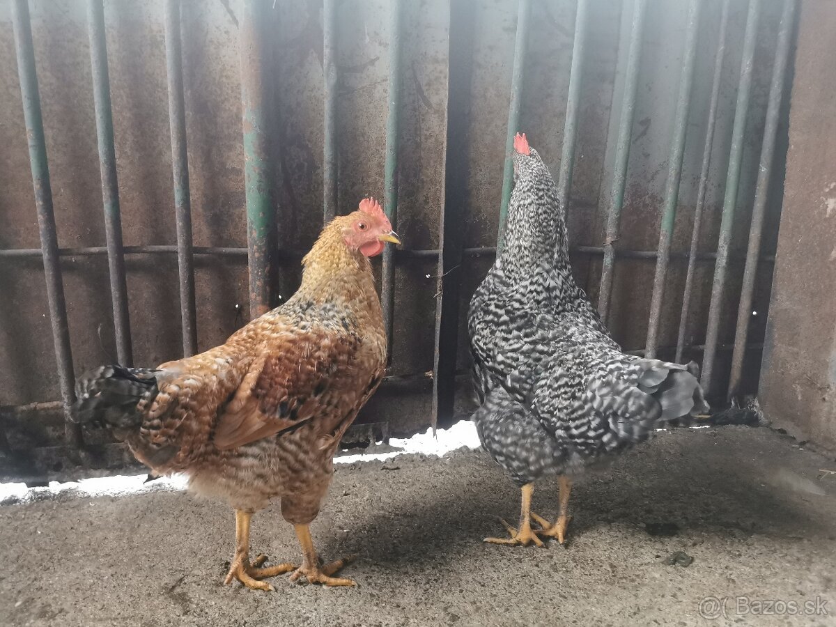 Predám mladých kohútov - 2