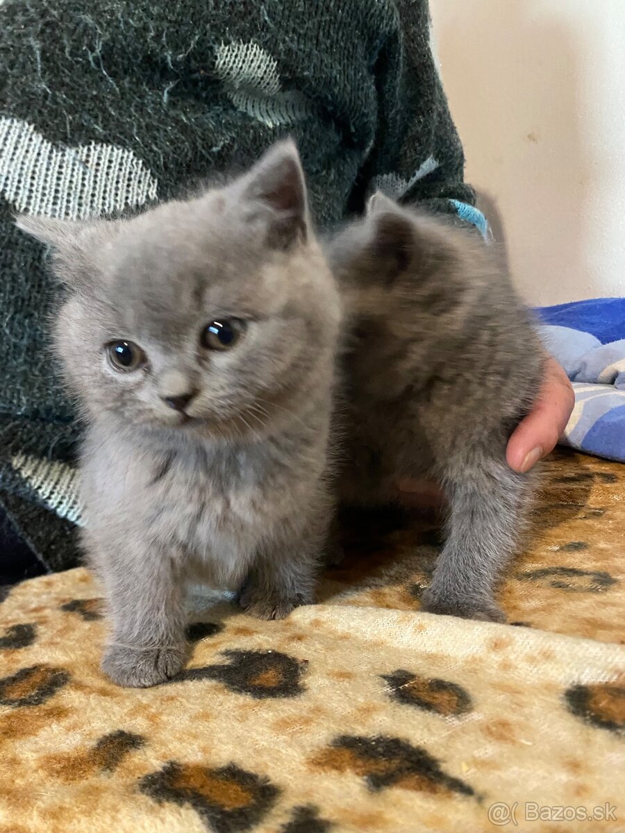 Predám britske mačiatka - 2
