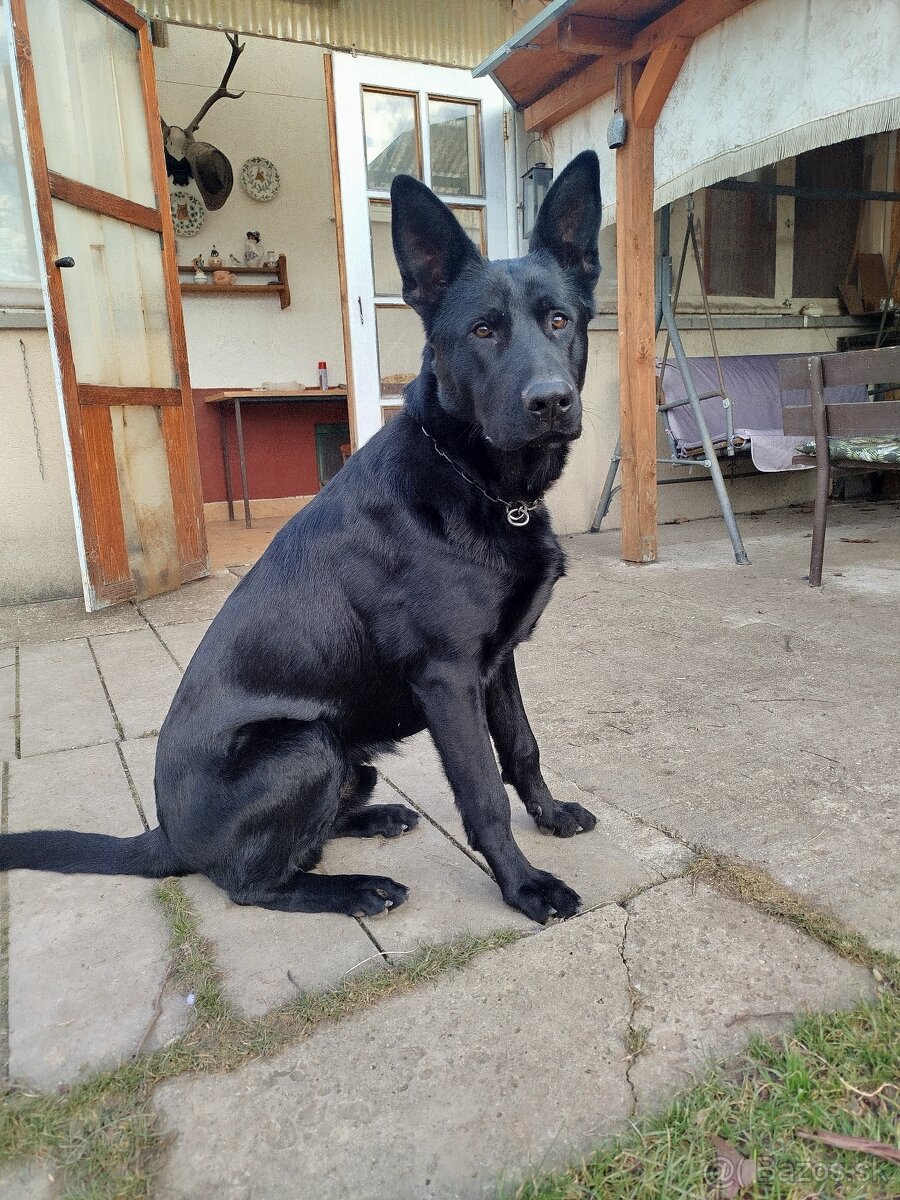 Nemecký ovčiak - 2