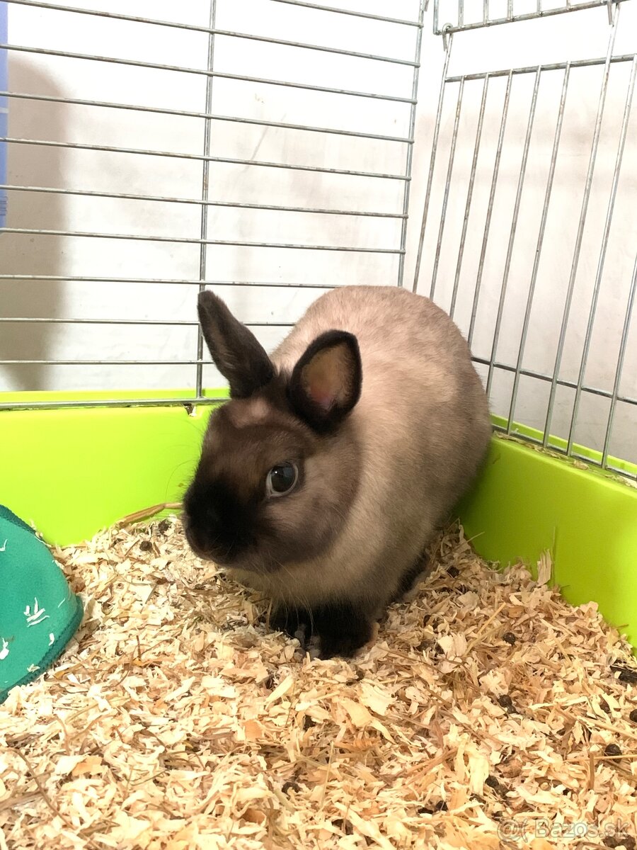Darujem králička. - 2
