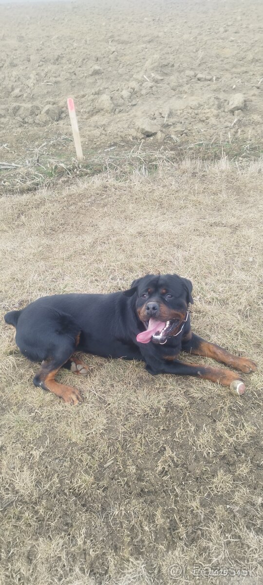 Rottweiler na krytie - 2