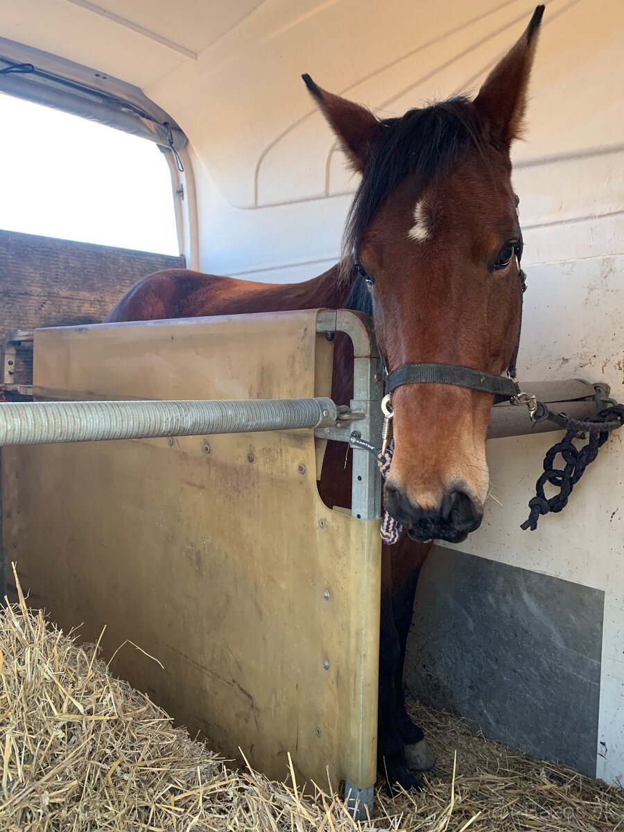 Preprava koní, tréningy, vychádzky - 2