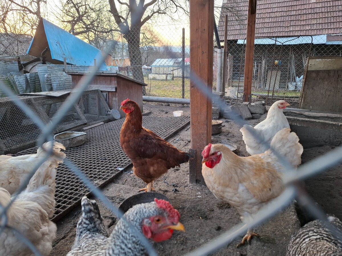 Kohut z domaceho chovu - 2