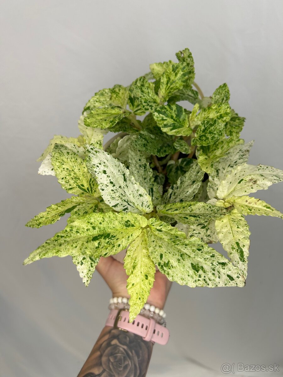 Pellionia repens ‚Variegata‘ - 2