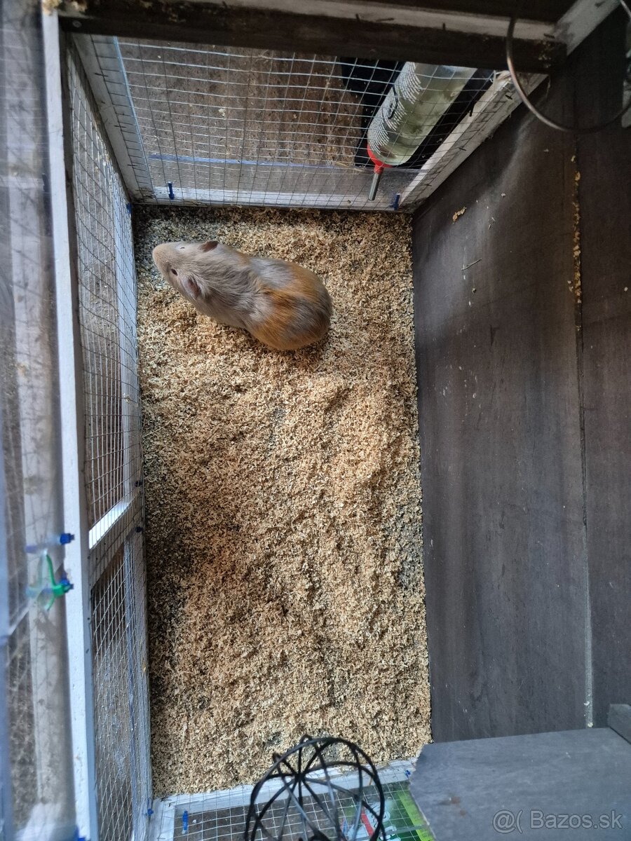 Morské prasiatko+voliéra - 2