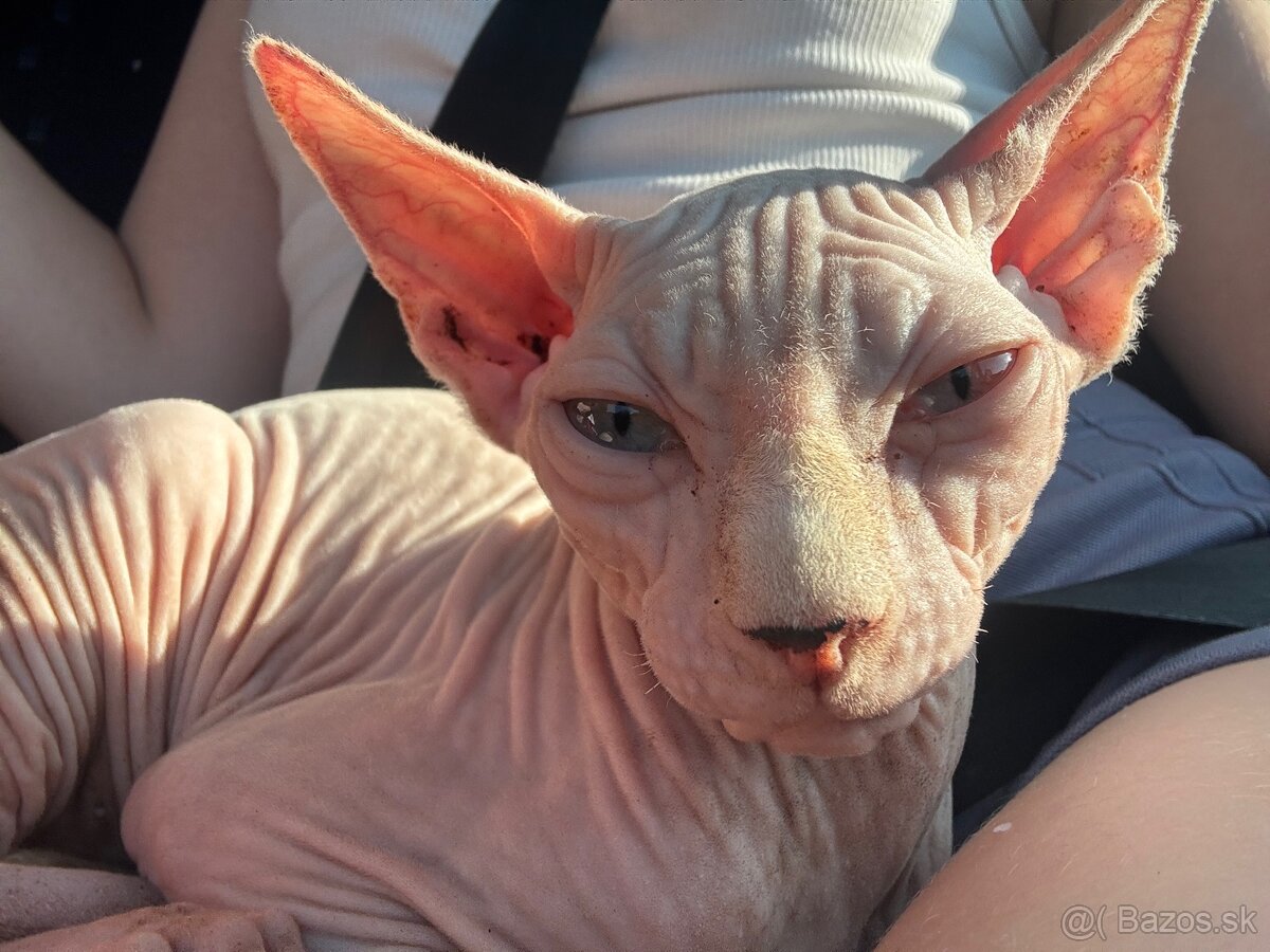 Sphynx mačiatka - 2