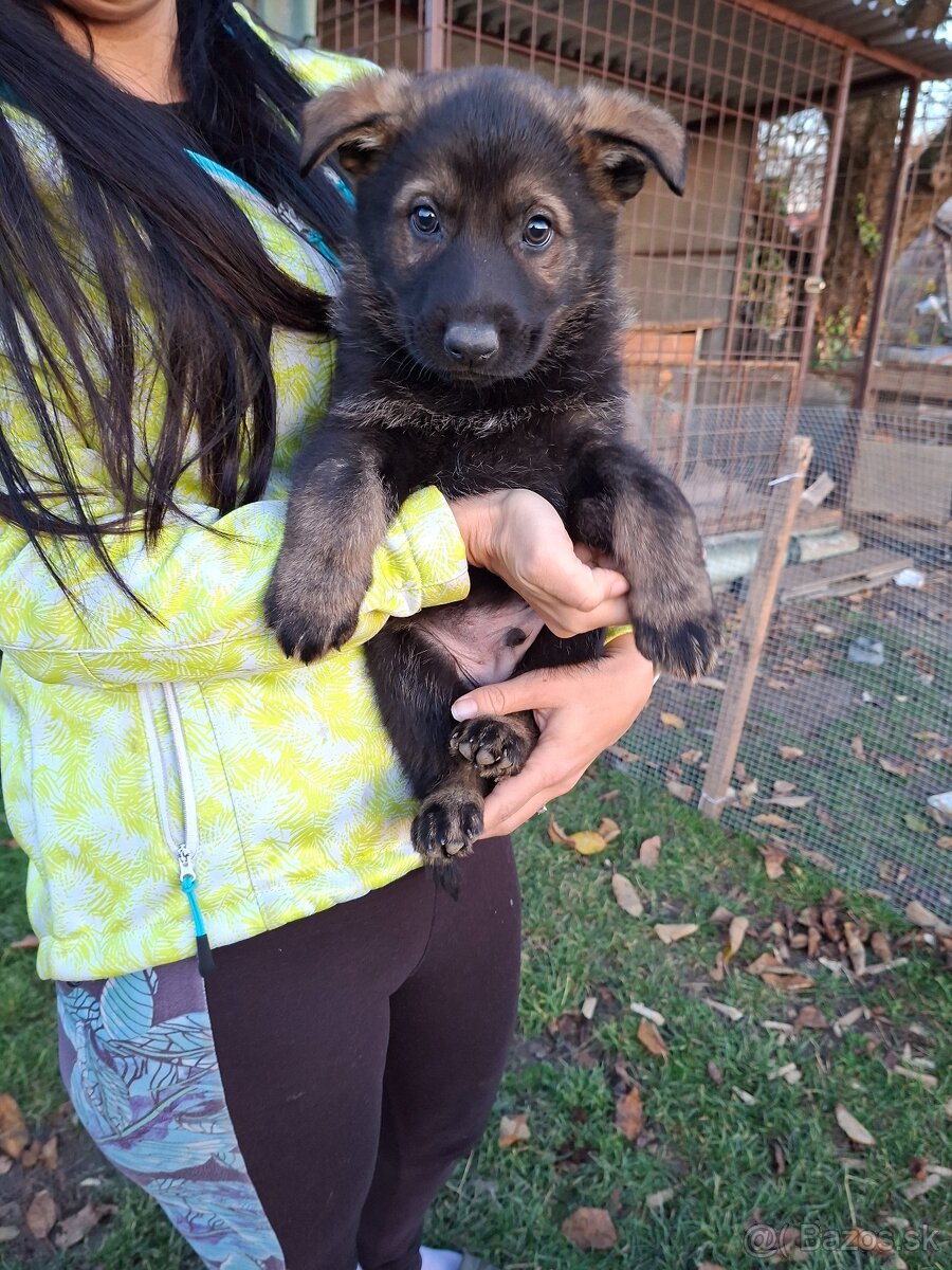 Nemecký ovčiak - 2