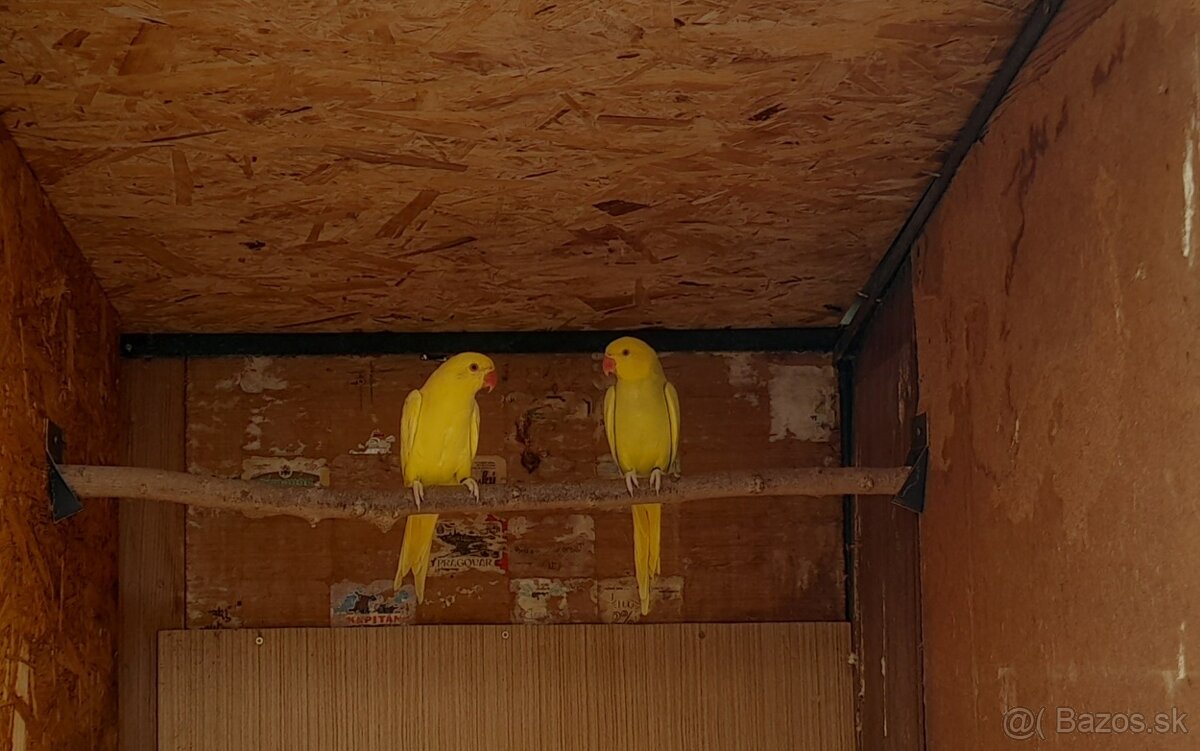 Alexander maly lutino - 2