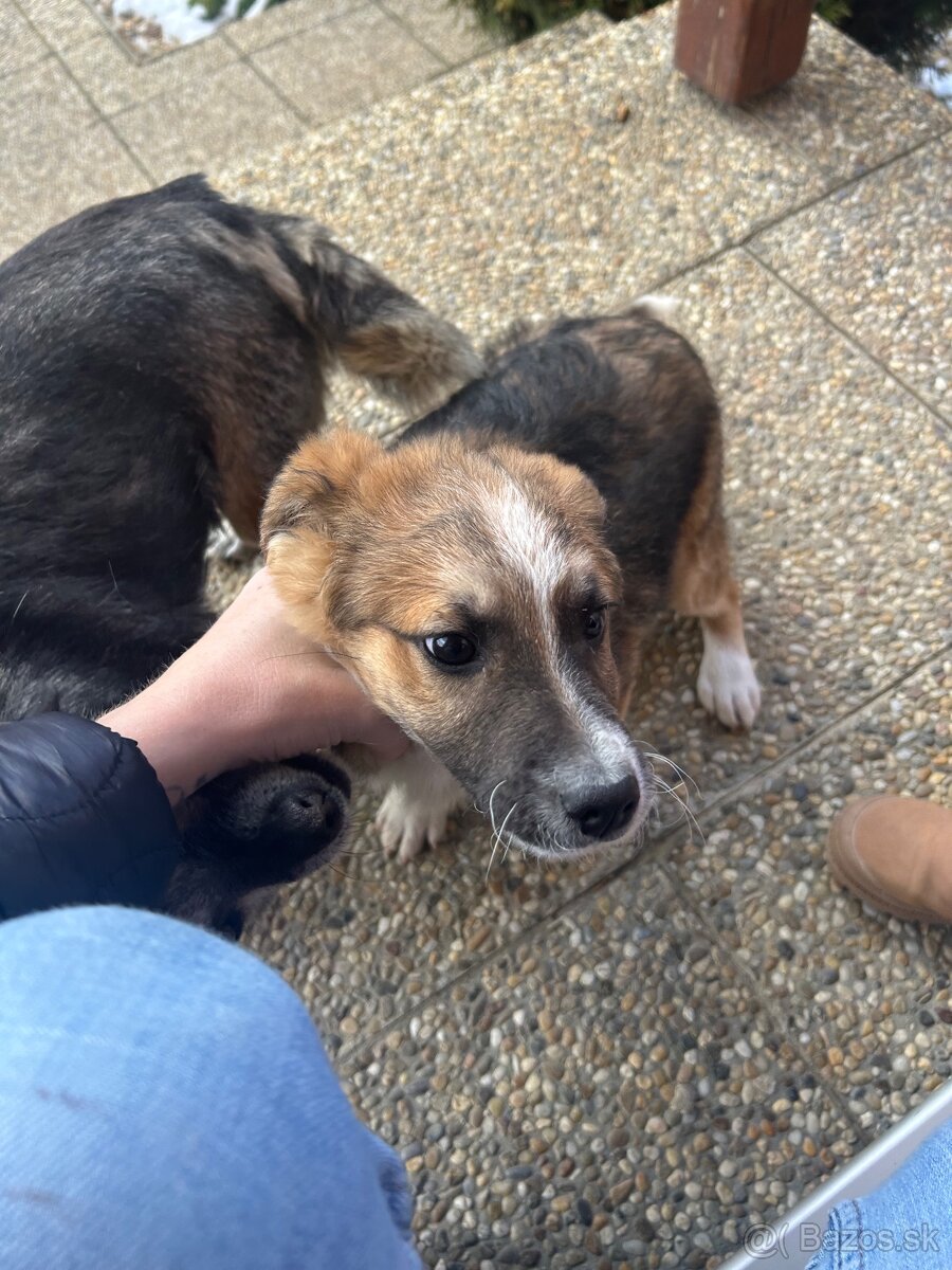 Darujem šteniatko do dobrých ruk - 2
