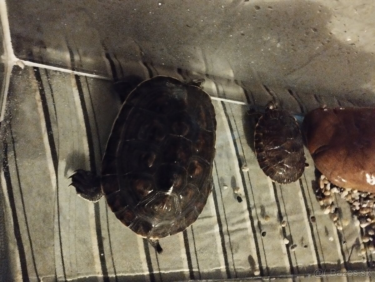 Korytnačky pismonkové ozdobné - 2