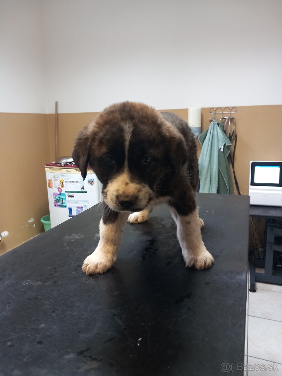 SAO Stredoázijský ovčiak - 2