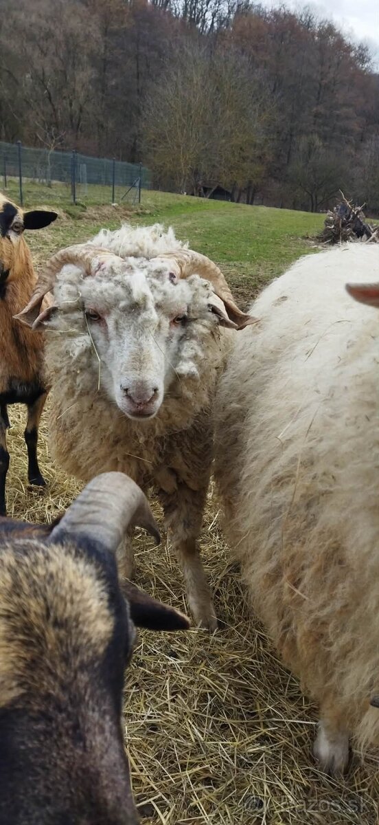 Predám barana 10 mesiacov - 2