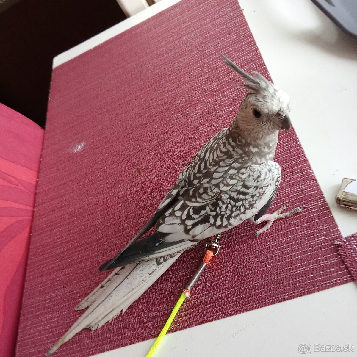 Korela Perlova vystavnea ručne dokrmena - 2