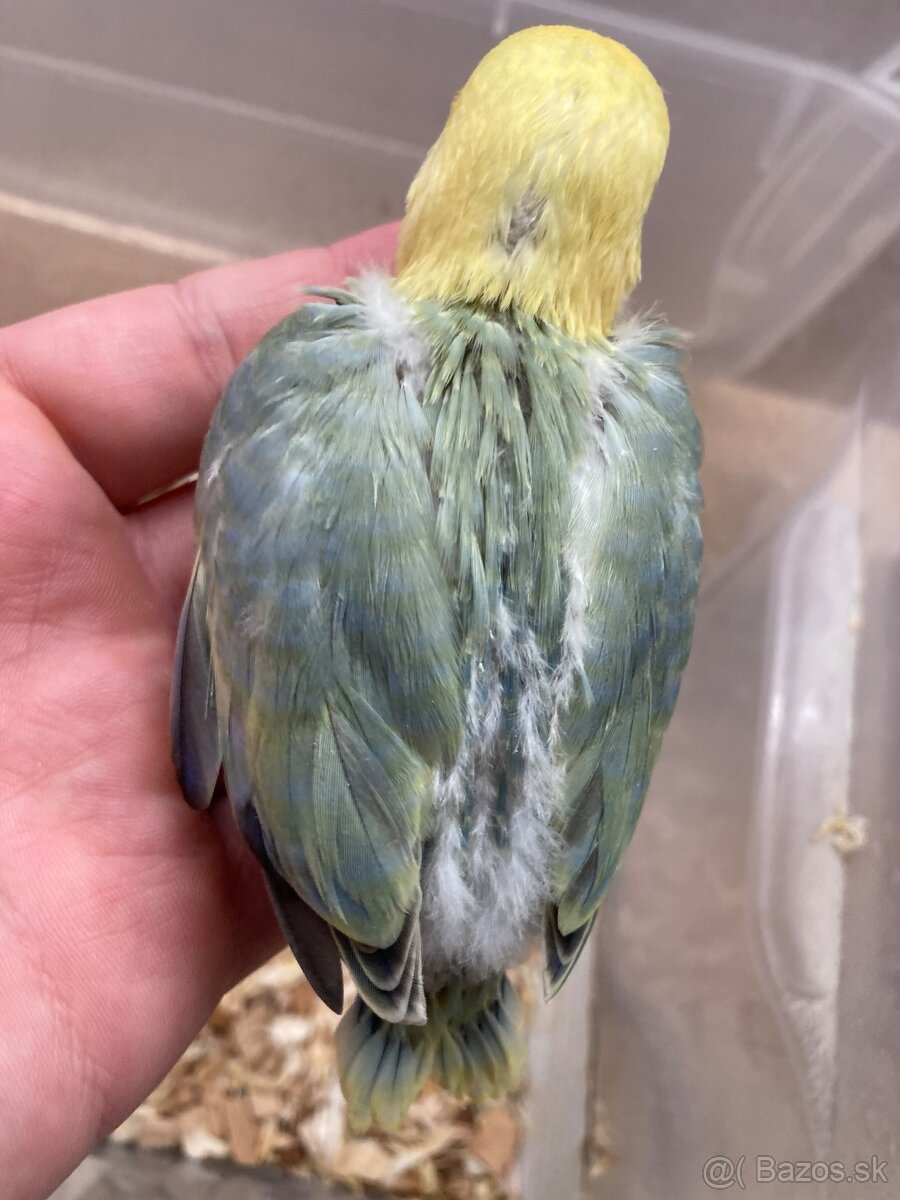 Rucne dokrmovane agapornisy fischer tyrkys opalin euwing - 2