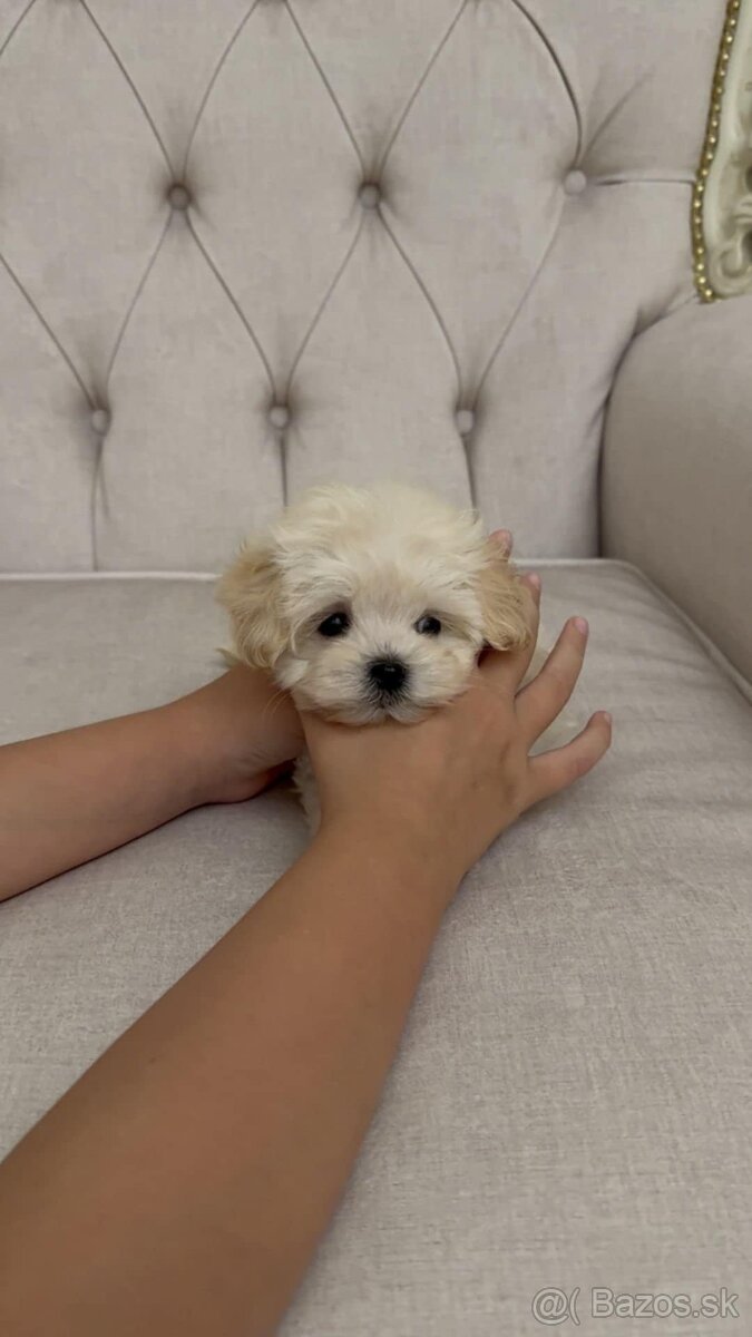 Maltipoo miniatúrne šteniatka - 2