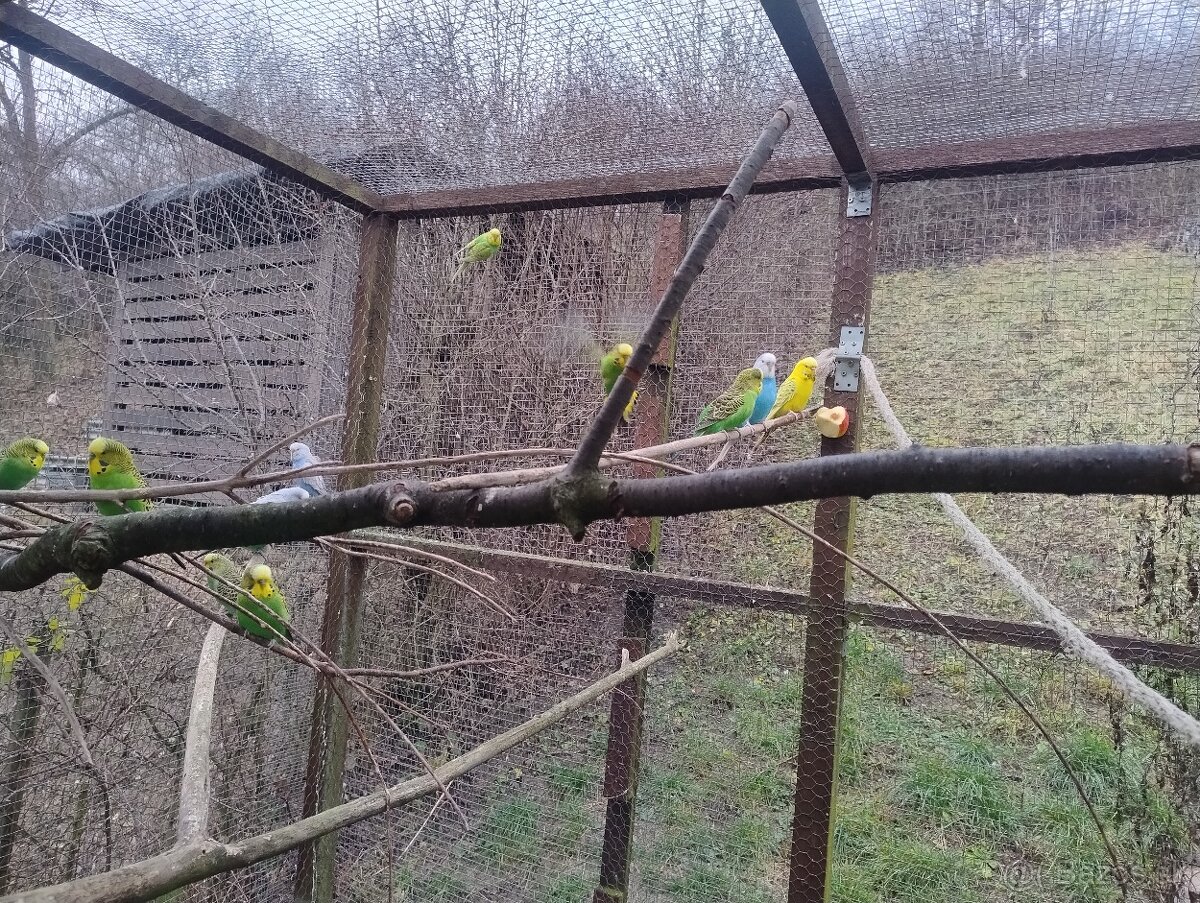 Predám tohtoročné andulky - 2