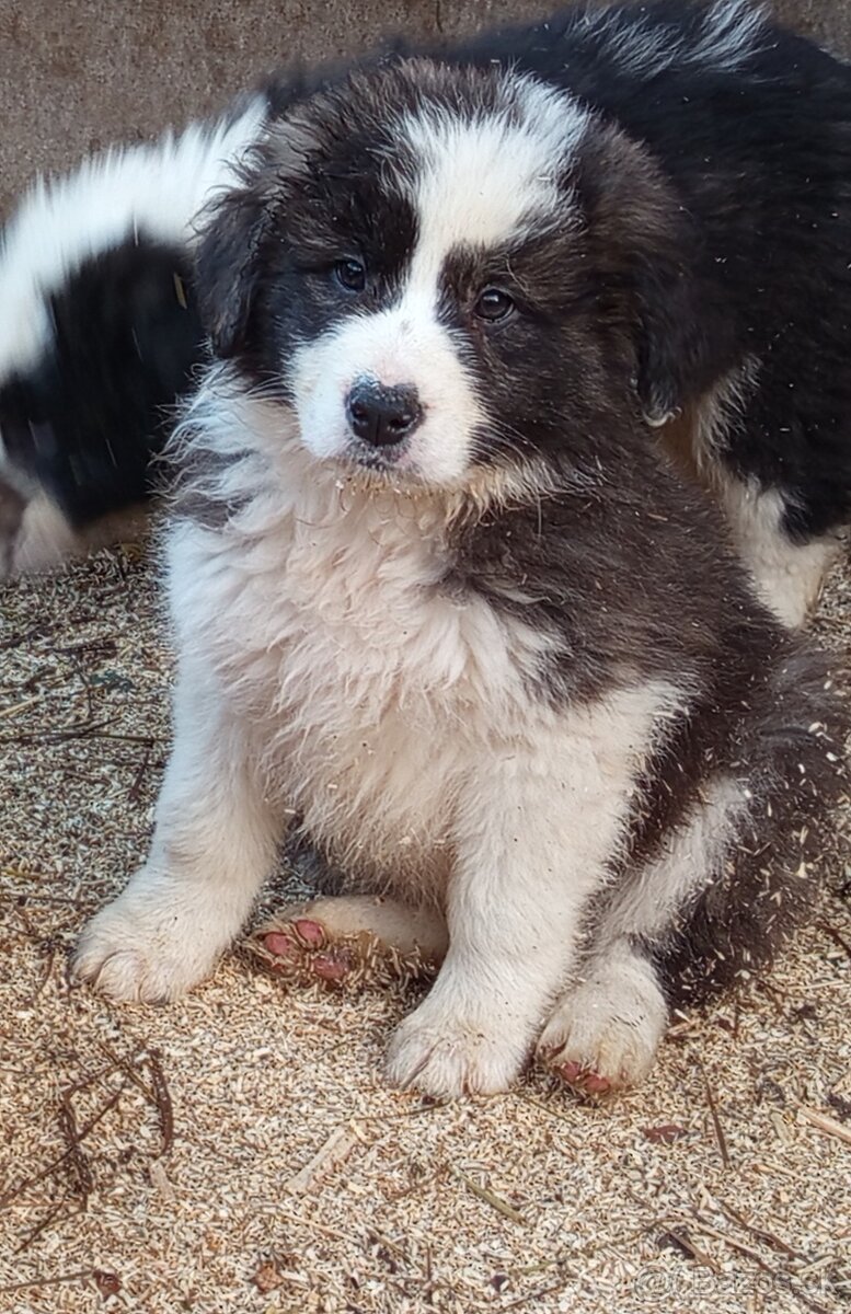 Darujem šteniatka - 2