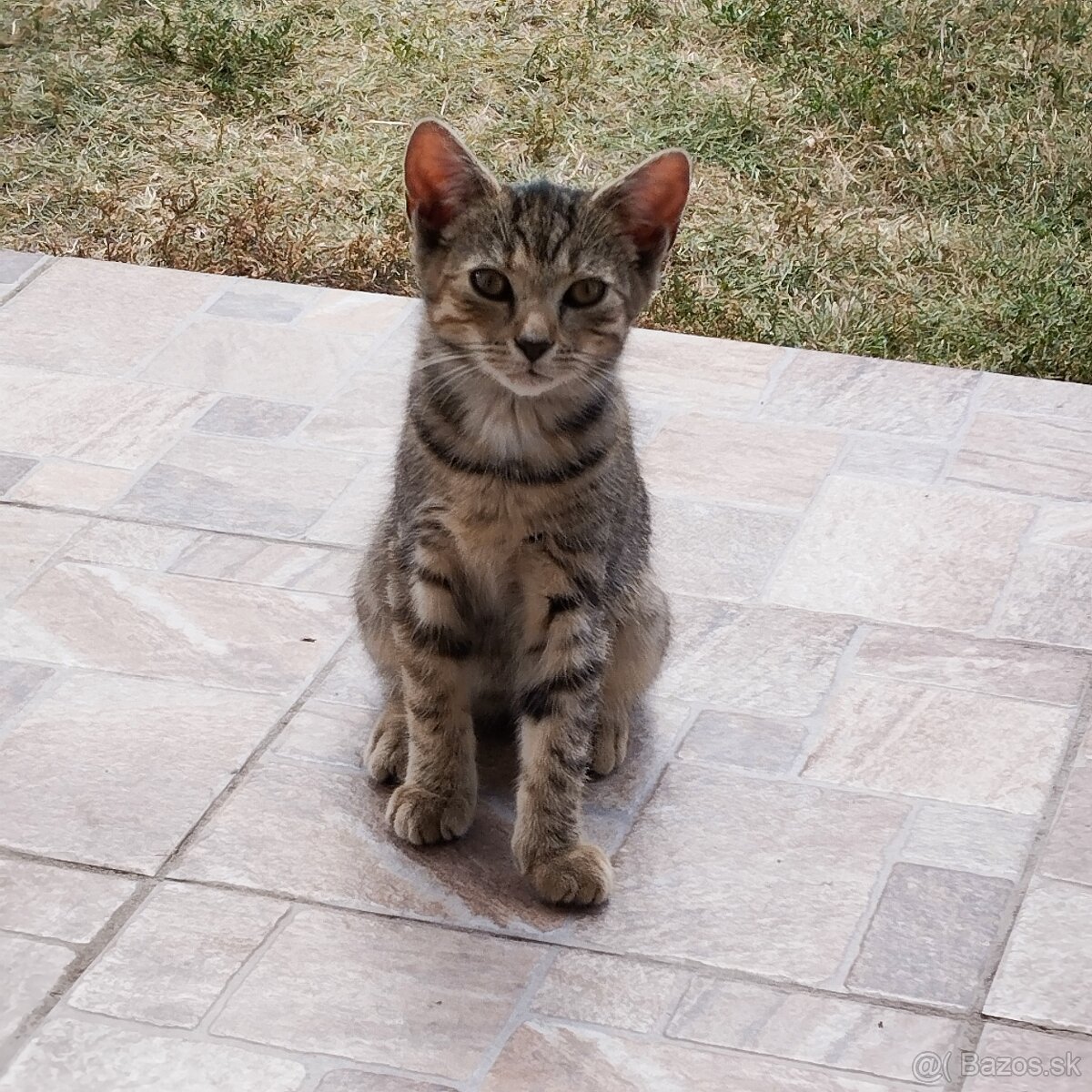 Darujem odrastené mačiatka. - 2