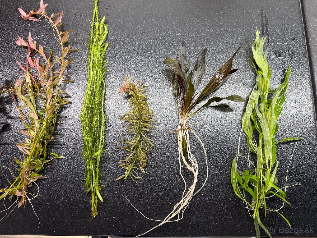 Rastlinky do akva / krevetaria - 2