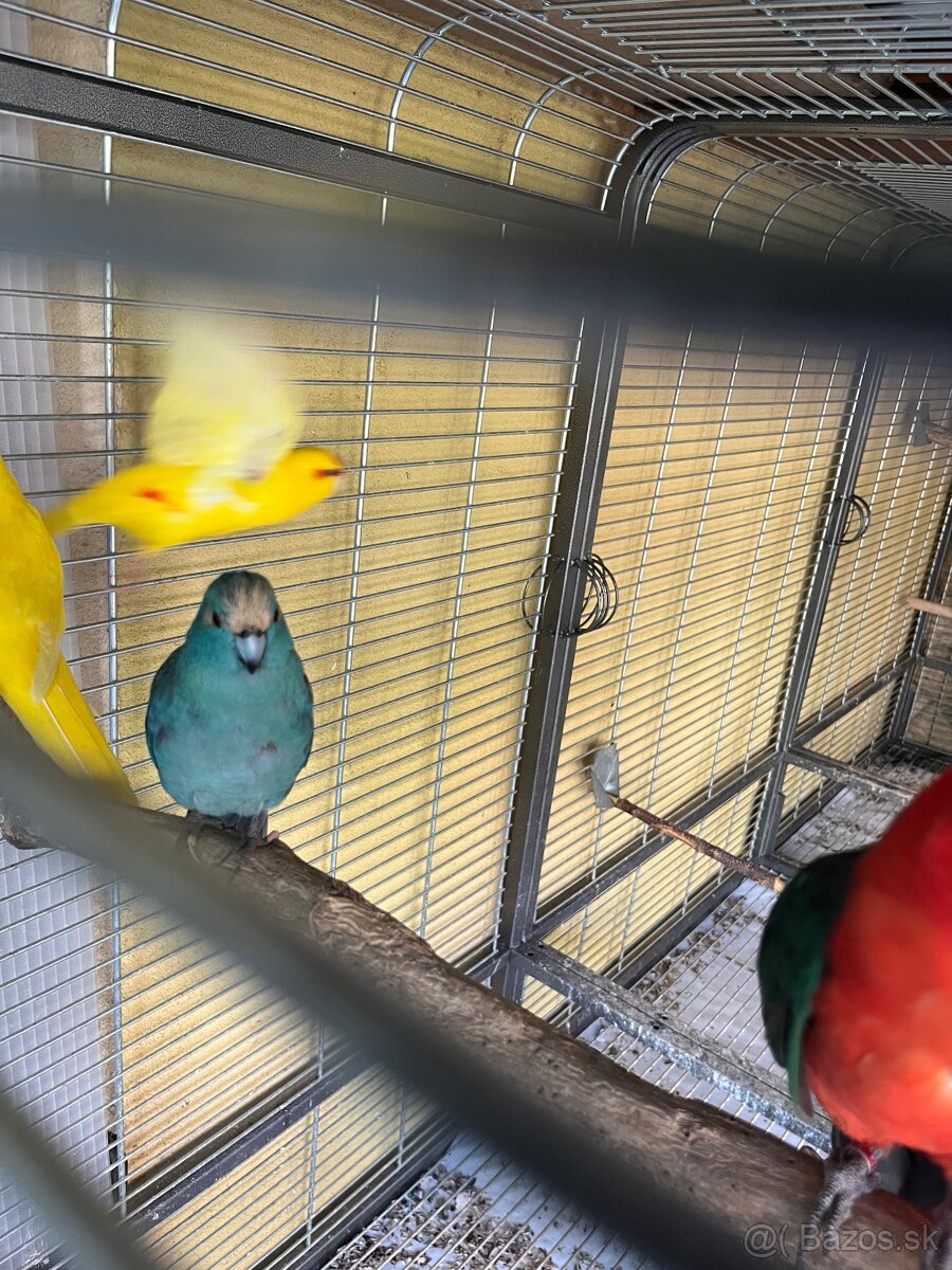 Kakariky - 2