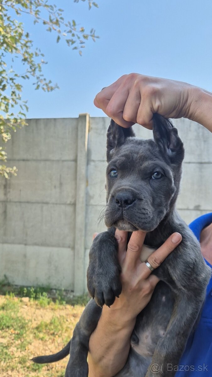Cane corso s PP - 2