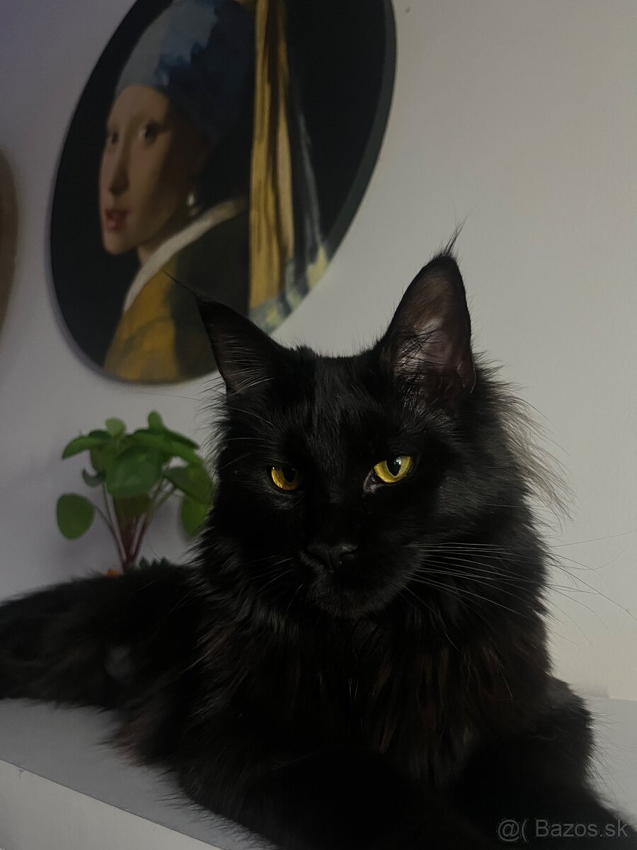 Mačka Maine Coon - 2