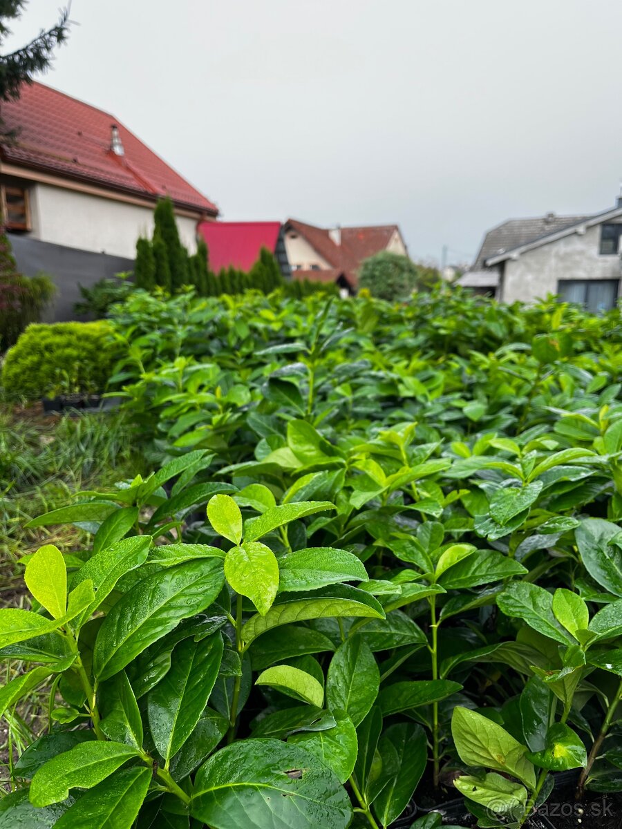 vavrinovec 30-40cm/3€ - 2